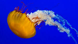   Сколько глаз на теле у медузы?