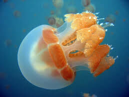 Как называется вид самых больших медуз на планете?