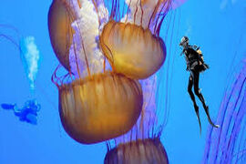 Тест: тайны морских глубин - от медуз до белых акул
