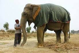 В какой стране слон считается священным животным?