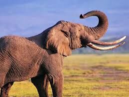 Из-за чего слон стал излюбленной добычей браконьеров?