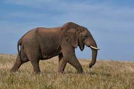 Сколько килограмм корма требуется слону в день?