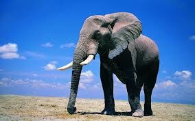  Сколько весит Саванный слон?