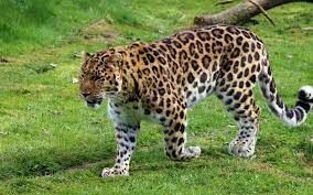  Как называется гибрид самца-леопарда с львицей?