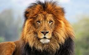   С какими большими кошками чаще всего спариваются львы?