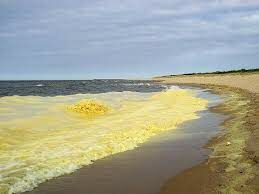 Что окрашивает воды Жёлтого моря в жёлтый цвет?