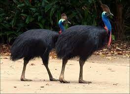 Какая птица отряда казуарообразных на сегодняшний день является самой крупной птицей Австралии?