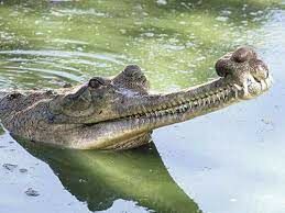  Как называется животное из отряда крокодилов с очень узкой челюстью?