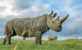 Из чего состоит рог у носорога?