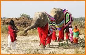  Есть ли бивни у индийских слоних?