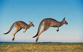 Крупные животные семейства кенгуровых называются кенгуру, а как называются средние и мелкие представители этого семейства?