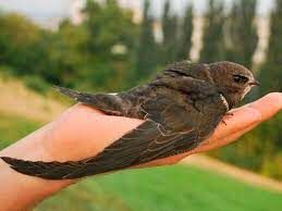 Эта птица считается самой быстрой из маленьких птиц, их скорость может достигать 110 км/час. Как они называются?