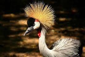 Эта африканская птица ведет оседлый образ жизни. А называется она венценосный(ая)...