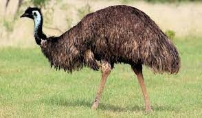  Это птица — одна из крупнейших в Австралии. Как она называется?