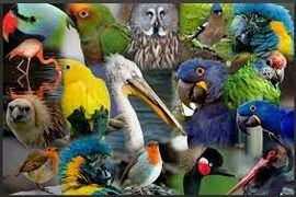 Тест для любителей орнитологии: узнаете птицу по фотографии?