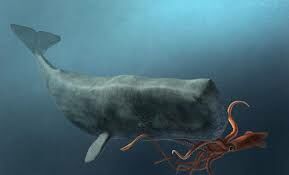  У кашалота есть орган, находящийся в голове, которого нет у других китообразных, доживших до нашего времени. Что это за орган?
