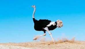 Самой крупной птицей современности является африканский страус. Летать они не умеют, а есть ли у них крылья?