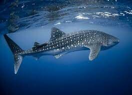 Китовая акула — самая крупная рыба в мире. А чем она питается, вы знаете?