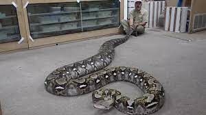 Самой длинной змеёй в мире является сетчатый питон. Какого размера был питон, живший в Зоопарке Бронкса (Нью-Йорк)?