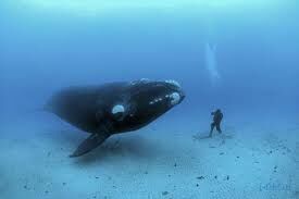 Какова максимальная интенсивность криков синих китов - самых громких звуков в животном мире, зафиксированных биологами?
