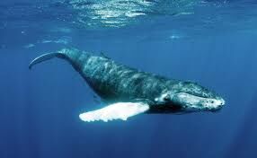 Первое описание синего кита было сделано в 1694 году. Под каким названием он описывался в европейской литературе после этого?