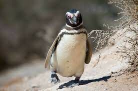 Какой вид пингвинов обитает у самого экватора?