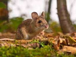 Какая мышь является самым мелким грызуном в Европе?