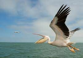 Умеют ли нырять пеликаны и ловить рыбу под водой?