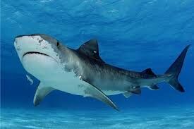 Какая акула считается самой опасной для людей?