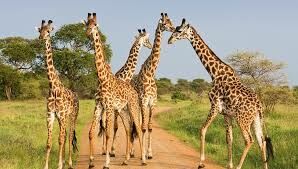   Сколько шейных позвонков у жирафа, самого высокого наземного животного?