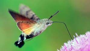 Как называются крупные насекомые, которые питаются нектаром с помощью длинного хоботка?