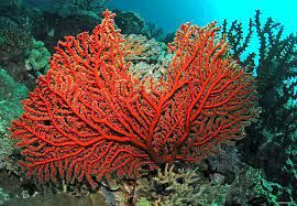  Какие крошечные животные погибая, становятся частью коралла?