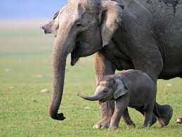   Саванный слон — одно из самых крупных животных на планете. А сколько в среднем весит его новорожденный слонёнок?