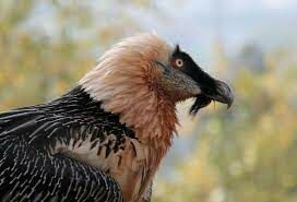 Одно из своих названий «бородач» эта птица получила за пучок жёстких перьев под клювом, образующих бородку.
