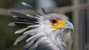 Эти птицы во время брачного периода поднимают чёрные перья на голове и издают рычащие и каркающие звуки.