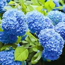  В Японии этот цветок называют Адзисай - «цветок, похожий на фиолетовое солнце».