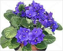   Это растение одно из самых ширко распространенных в комнатном цветоводстве.