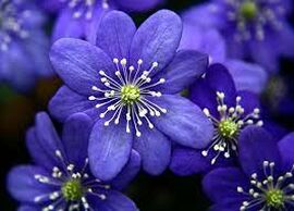 Тест: назовите синие и фиолетовые цветы по фотографии