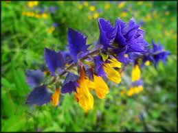  Каким общим названием описывают растения, цветы которых отличаются присутствием двух окрасок - жёлтой и синей или фиолетовой?