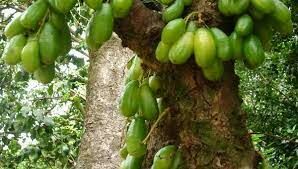  Это дерево является единственным древесным растением семейства тыквенных, а также эндемиком острова Сокотра. 