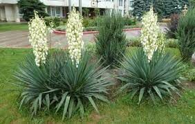   Это растение имеет деревянистый стебель, остроконечные листья и колокольчатые белые цветки. 