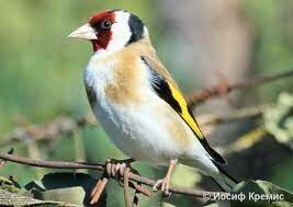   Эти лесные певчие птицы легко адаптируются к содержанию в неволе, доживают до 15-20 лет и поют круглый год.