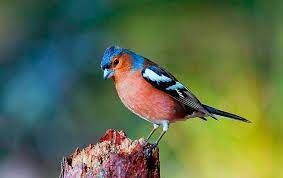  Этих лесных певчих птиц из-за их звонкой песни часто содержат в неволе. 