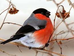 Изображение этой птицы часто можно встретить на новогодних и рождественских открытках.