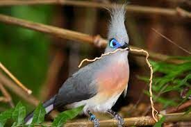   Эта птица — мадагаскарский эндемик. В дикой природе ее можно встретить только в лесах этого острова.