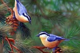 Тест: лесные птицы...Узнаете ли вы по фото и описанию жительницу леса?