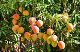 Эти плоды растут на вечнозелёных деревьях высотой до 25—30 м. 