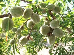 Этот плод не съедобен, но внутри него находится вкусное ядро. Оно широко используется во всем мире как орех.