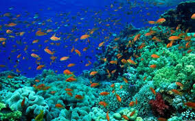 Какова наибольшая глубина Индийского океана?