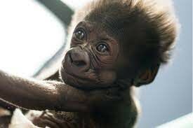   Это — детёныш человекообразной обезьяны. Какой?